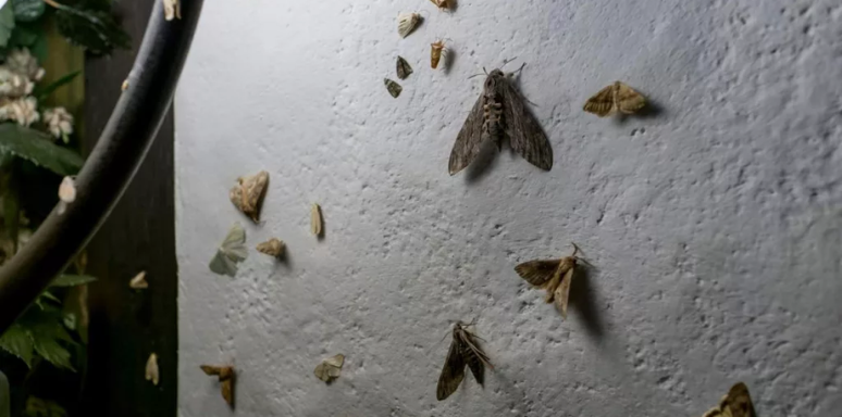 Moth Control